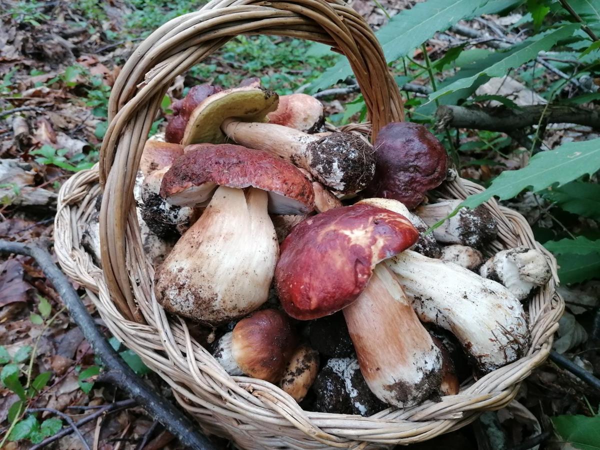 Willa Casa Teresina Collodi Zewnętrze zdjęcie